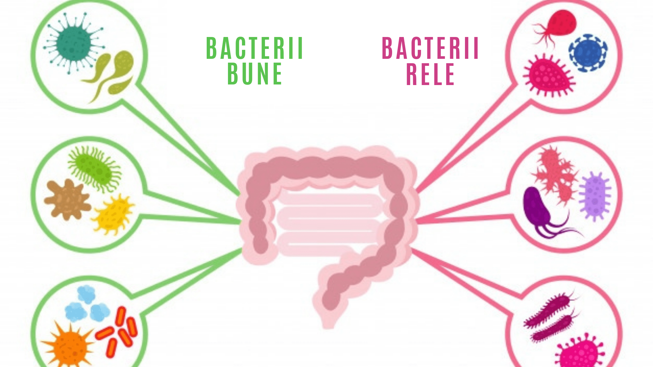 Fa cunostinta cu bacteriile bune din intestin! | nucleus-mc.ro