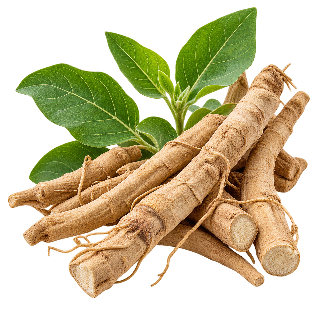 Rădăcină de Ashwagandha